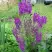 Коровяк ВИОЛЕТТА (вербаскум) в Пинске