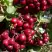 Рябина ГРАНАТНАЯ сладкоплодная в Пинске