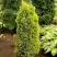 Можжевельник ГОЛД КОН обыкновенный в Пинске