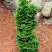 Туя СПИРАЛИС МИНИ западная в Пинске