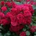 Роза РАДОСТЬ САДОВНИКА (ГАРТЕН ФРОЙДЕ) почвопокровная в Пинске