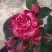 Роза ФАЙЕР ВОРКС миниатюрная в Пинске