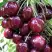 Черешня СИЛЬВИЯ колоновидная в Пинске