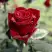 Роза ТАБУ чайно-гибридная в Пинске