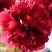 Пион БЕЛГРАВИЯ травянистый в Пинске
