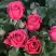 Роза ЛАВ ЛЕТТЕР флорибунда в Пинске