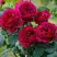 Роза КЕЙТ английская в Пинске