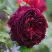 Роза МАНСТЕД ВУД английская в Пинске