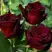 Роза ЧЕРНАЯ МАГИЯ чайно-гибридная в Пинске