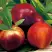 Нектарин СТАРК РЕД ГОЛД в Пинске