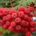 Рябина АЛАЯ КРУПНАЯ сладкоплодная в Пинске