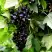 Смородина чёрная БЕЛОРУССКАЯ СЛАДКАЯ в Пинске