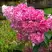 Гортензия МЕГА МИНДИ метельчатая в Пинске