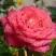 Роза ПЬЕР КАРДЕН чайно-гибридная в Пинске