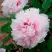 Пион ПЕРСИК ПОД СНЕГОМ древовидный в Пинске