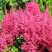 Астильба САННИ ДЕЙ гибридная в Пинске