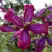 Клематис СВИТ САММЕР ЛАВ в Пинске