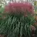 Мискантус МАЛЕПАРТУС китайский  в Пинске