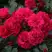 Роза РАДОСТЬ САДОВНИКА (ГАРТЕН ФРОЙДЕ) почвопокровная в Пинске