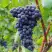 Виноград МУКУЗАНИ в Пинске