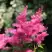 Астильба САННИ ДЕЙ гибридная в Пинске