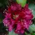 Рододендрон КАЛИ в Пинске