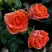 Роза ОРАНЖ ДЖЕВЕЛ миниатюрная в Пинске