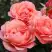 Роза КОРАЛ ЛИОНС РОУЗ флорибунда в Пинске