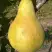 Груша КОНКОРД в Пинске