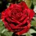 Роза РЕД ИНТУИШН чайно-гибридная в Пинске