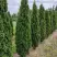 Туя ДЕГРУТ СПАЙР западная в Пинске