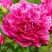Пион НОЧНЫЕ ГРЕЗЫ древовидный в Пинске