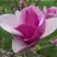 Магнолия СУЛАНЖА в Пинске