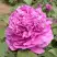 Пион ОРНАМЕНТ древовидный в Пинске