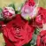 Роза РУБИ СТАР спрей в Пинске