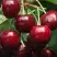 Черешня ГРОНКАВАЯ в Пинске