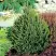 Ель КОМПАКТА обыкновенная в Пинске