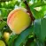 Персик ДОНЕЦКИЙ ЖЕЛТЫЙ в Пинске