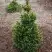 Ель ВИЛС ЦВЕРГ обыкновенная в Пинске