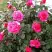 Роза МАЛИНОВЫЙ ЗВОН чайно-гибридная в Пинске