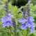 Вероника РОЯЛ БЛЮ большая в Пинске