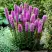 Лиатрис РОЗЕА колосковая в Пинске