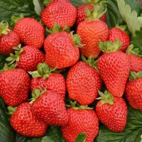 Клубника САН АНДРЕАС ремонтантная в Пинске