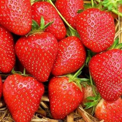 Клубника КВИКИ в Пинске