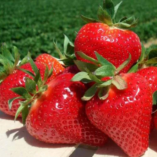 Клубника ДЖОЛИ в Пинске