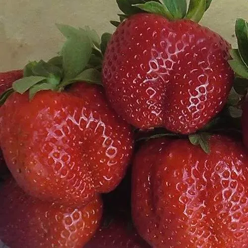 Клубника ДЕСТЕНИ в Пинске