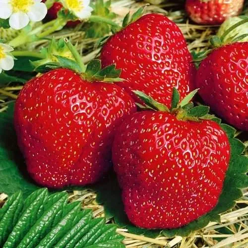 Клубника ВИМА ЗАНТА в Пинске