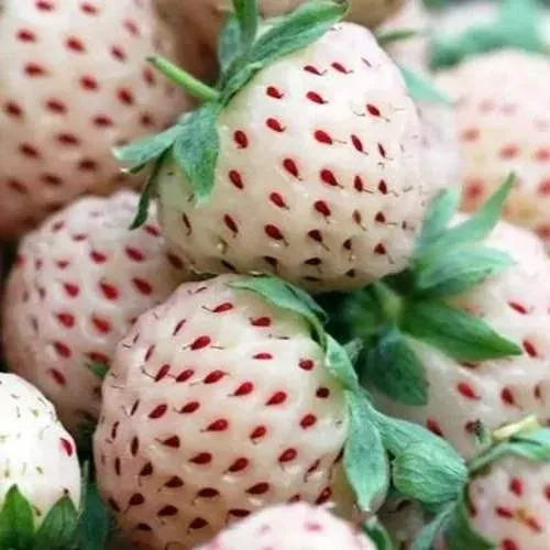 Клубника АНАНАСА ремонтантная в Пинске