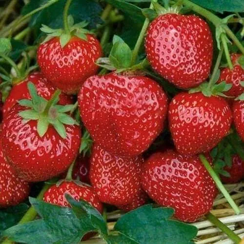 Клубника СЕЛЬВА ремонтантная в Пинске