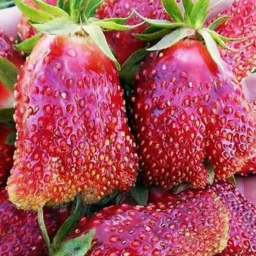 Клубника КУПЧИХА в Пинске